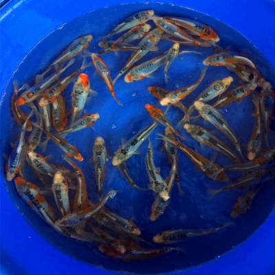 南阳市凯乐观赏鱼养殖有限公司